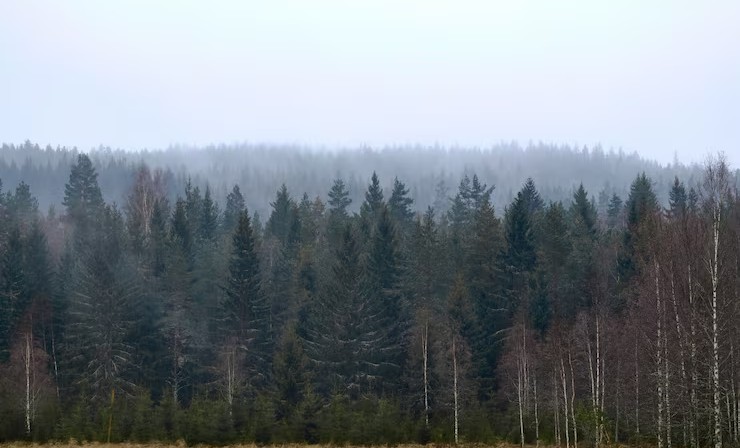 790 гектаров леса восстановлено в Чеченской Республике в 2025 году