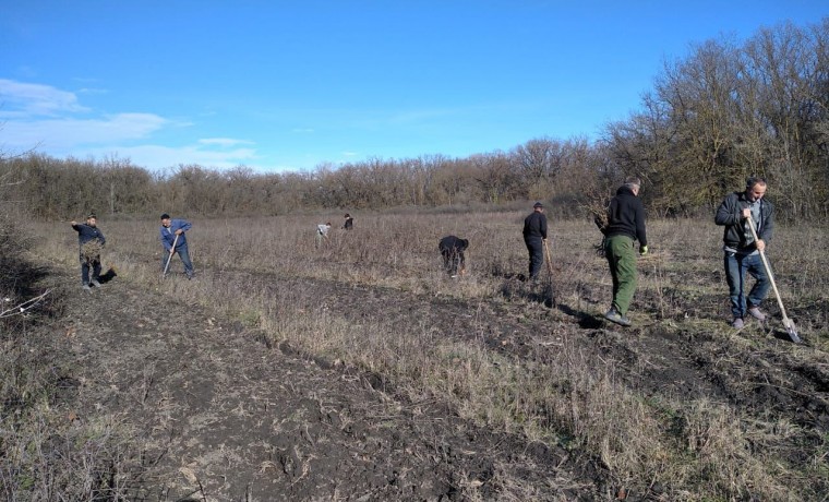 В рамках нацпроекта завершены мероприятия по дополнению лесных культур в ЧР