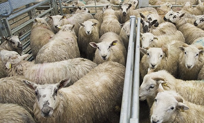 Россельхознадзор и МВД пресекли незаконный ввоз тысяч голов скота и птицы в ЧР