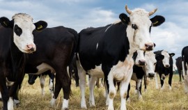 Россельхознадзор пресёк незаконный ввоз более 500 сельскохозяйственных животных в ЧР