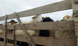 Нацпроект помог фермеру из Чеченской Республики создать рентабельное овцеводческое хозяйство