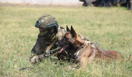 Кинологи спецназа «Ирбис» провели тренировку со служебной собакой ко Дню фронтовой собаки