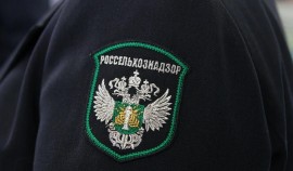 Россельхознадзор: 73% пшеницы ЧР соответствует продовольственным стандартам