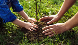 Детский сад «Солнышко» в Ачхой-Мартане высадил «Сад памяти» в честь 80-летия Победы