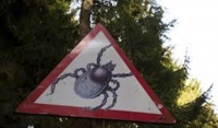 В России начался сезон активности клещей