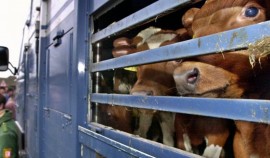 Россельхознадзор пресек незаконный ввоз более тысячи сельскохозяйственных животных в ЧР