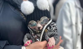 Пандора завоевала титул самого стильного кота Чеченской Республики| грозный, чгтрк