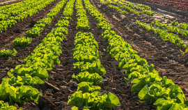 В России определили лучшего овощевода