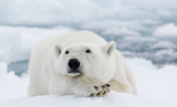 Во всем мире 27 февраля отмечают День полярного медведя