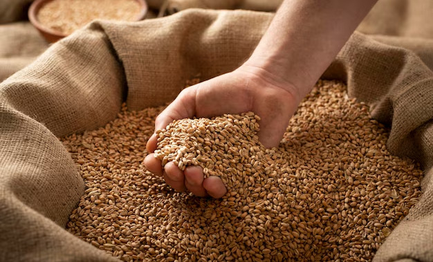 Россельхознадзор выявил недостоверное декларирование партии пшеницы на 5 тыс. тонн