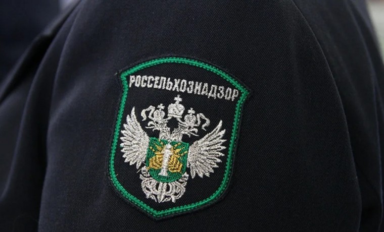 Россельхознадзор: 73% пшеницы ЧР соответствует продовольственным стандартам