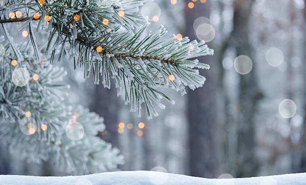 В Шатойском районе проводятся рейды против незаконной вырубки хвойных деревьев