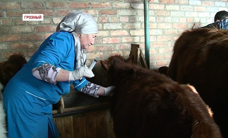 Ветеринарные службы Чечни  начали прививочную кампанию  