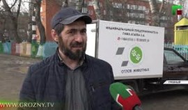 В Грозном отловом бродячих собак займутся специальные службы